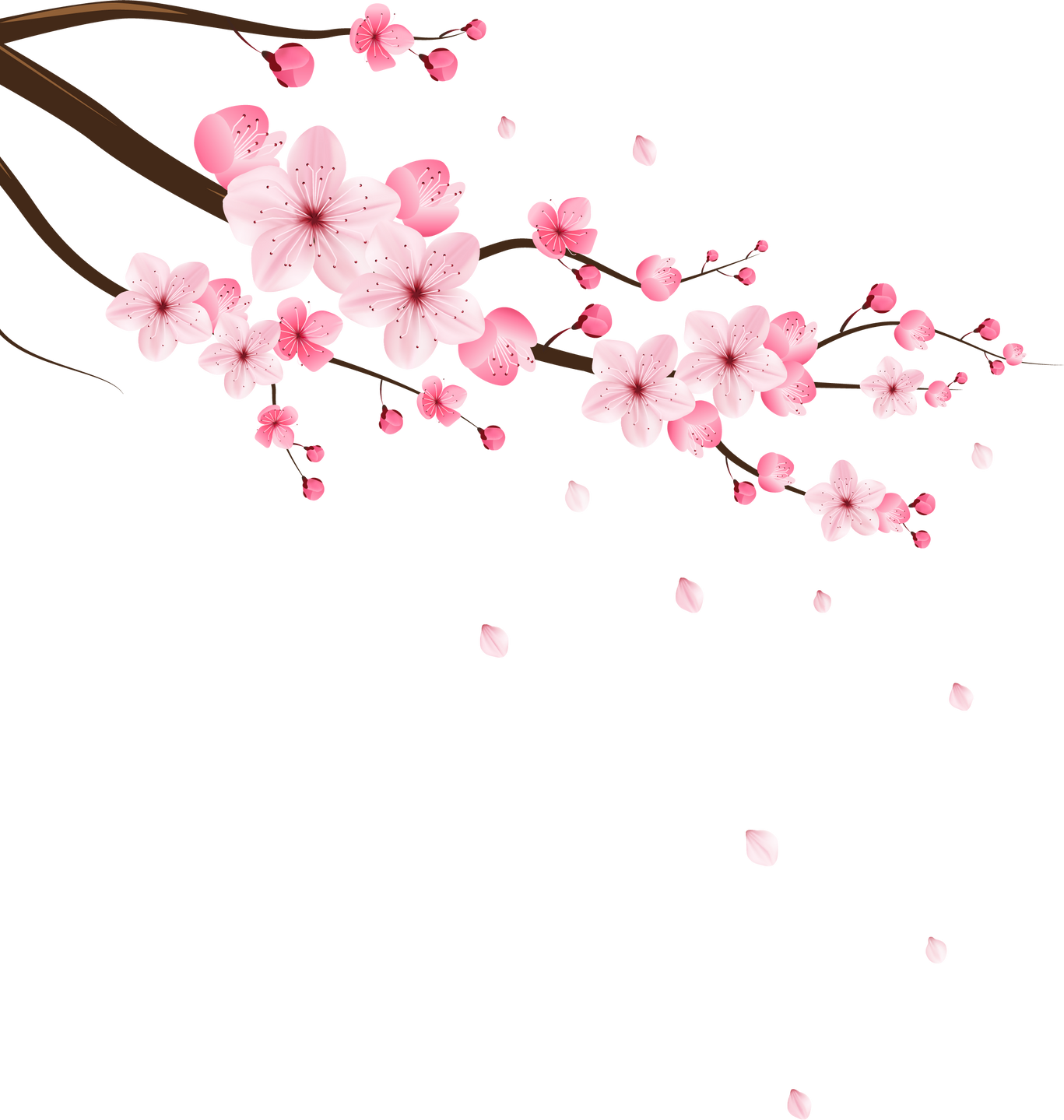 Pink Cherry Blossom